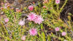 Diastella divaricata divaricata
