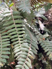 Polypodioideae