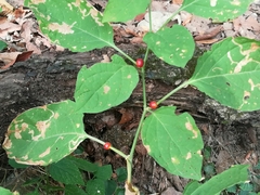 Witheringia mexicana