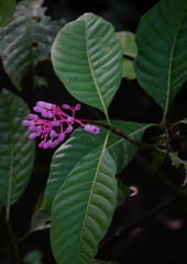 Palicourea lasiantha