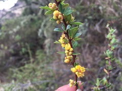 Berberis humbertiana