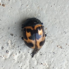 Labidomera clivicollis