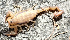 Centruroides guanensis