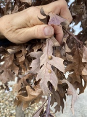 Acraspis pezomachoides