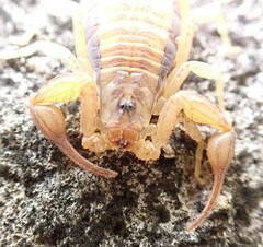 Centruroides guanensis