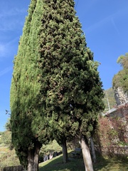 Cupressus sempervirens