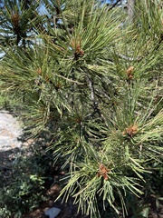 Pinus arizonica