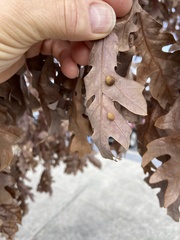 Acraspis pezomachoides