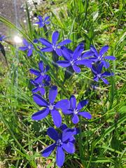 Gentiana bavarica bavarica
