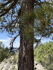 Pinus arizonica