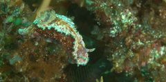 Glossodoris acosti
