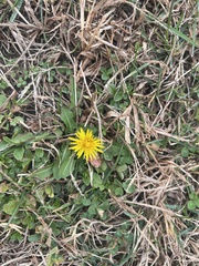 Taraxacum