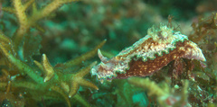 Glossodoris acosti