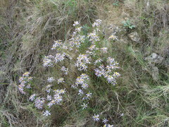 Galatella sedifolia