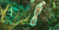 Glossodoris acosti