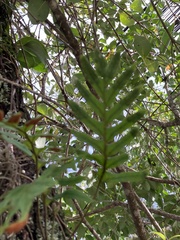 Polypodioideae