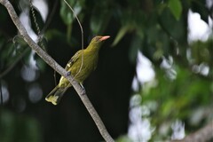 Oriolus flavocinctus