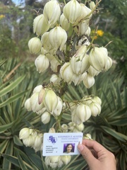 Yucca flaccida