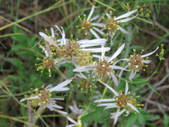 Galatella sedifolia