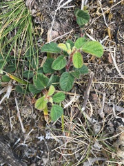 Desmodium molliculum