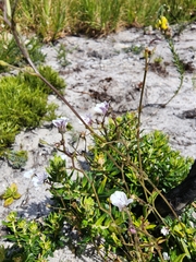 Nemesia diffusa