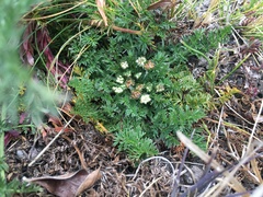 Chaerophyllum andicola