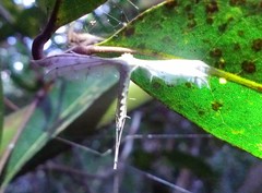 Pterophorus lacteipennis