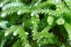 Eurhynchium
