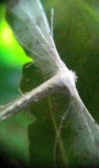 Pterophorus lacteipennis