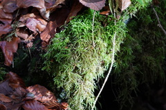 Eurhynchium