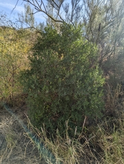 Karwinskia humboldtiana