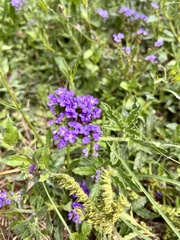Heliotropium