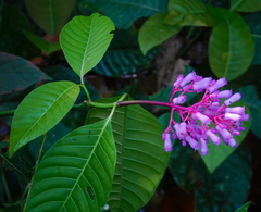 Palicourea lasiantha