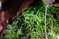 Eurhynchium