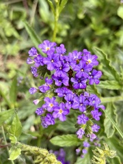 Heliotropium