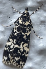 Scoparia exhibitalis