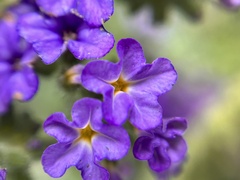 Heliotropium