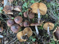Cortinarius roseomyceliosus