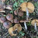 Cortinarius roseomyceliosus - Photo (c) Alfredo Justo, some rights reserved (CC BY-NC), uploaded by Alfredo Justo