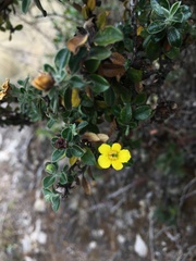 Columellia obovata