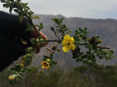 Columellia obovata