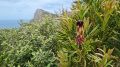Protea lepidocarpodendron