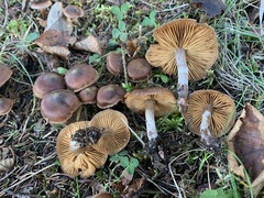 Cortinarius roseomyceliosus