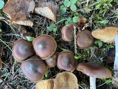 Cortinarius roseomyceliosus
