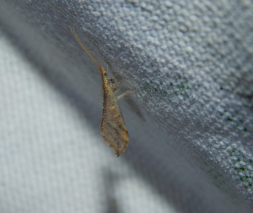 Podallea exarmata