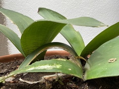 Haemanthus coccineus