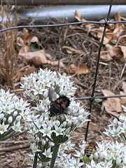 Paradejeania rutilioides