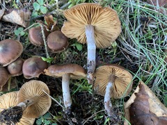 Cortinarius roseomyceliosus