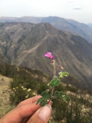 Desmodium molliculum