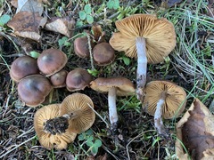 Cortinarius roseomyceliosus